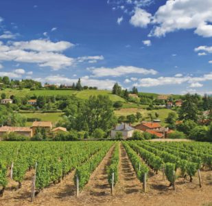 Le Beaujolais