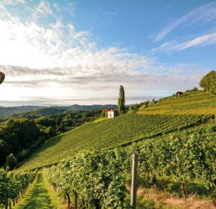 La Vallée du Rhône et sa gastronomie