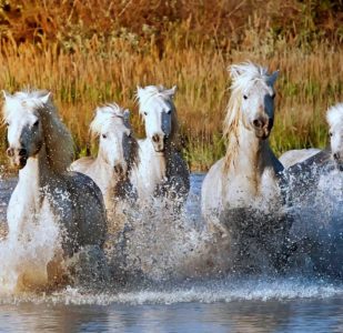 Camargue